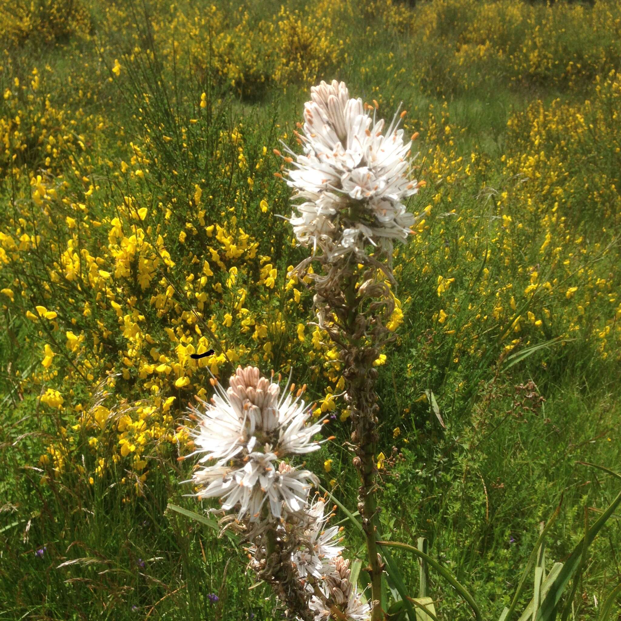 Asphodelus macrocarpus subsp. macrocarpus的圖片