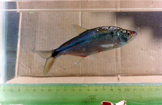 Image of Pike characin