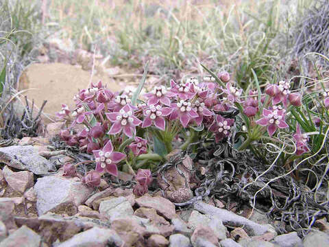 Image of wheel milkweed