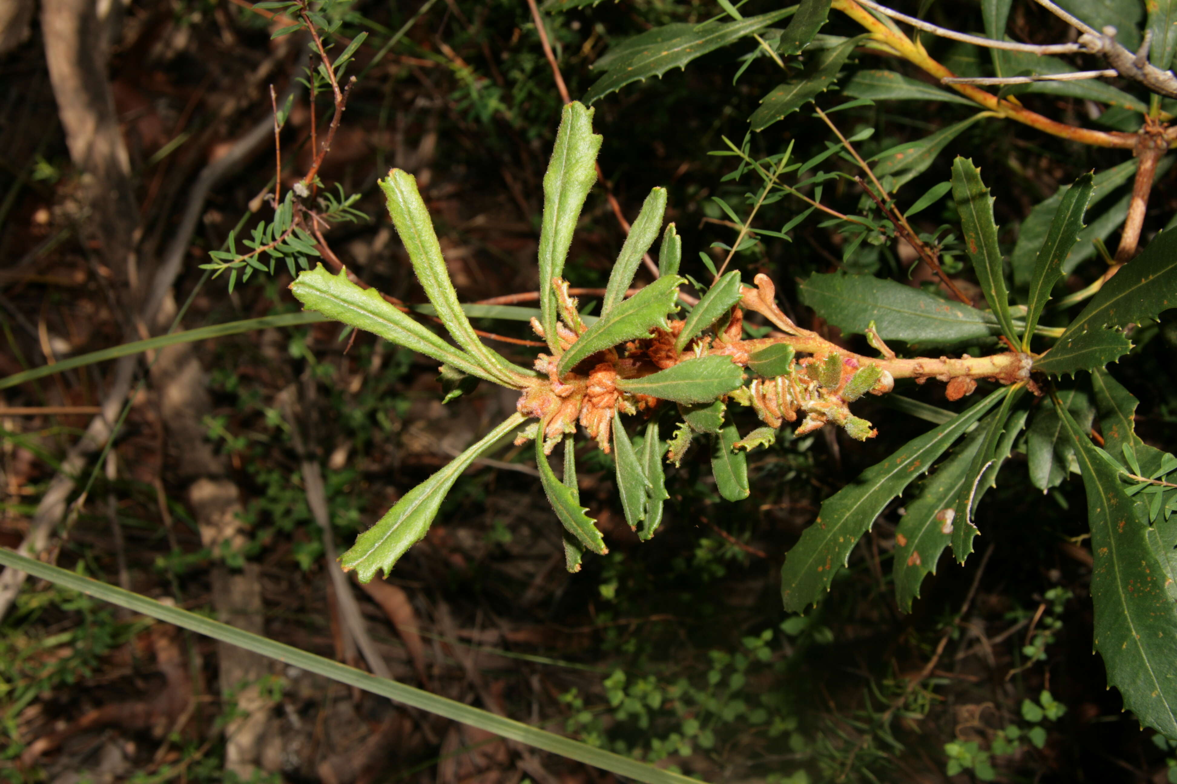 Image of Banksia paludosa R. Br.