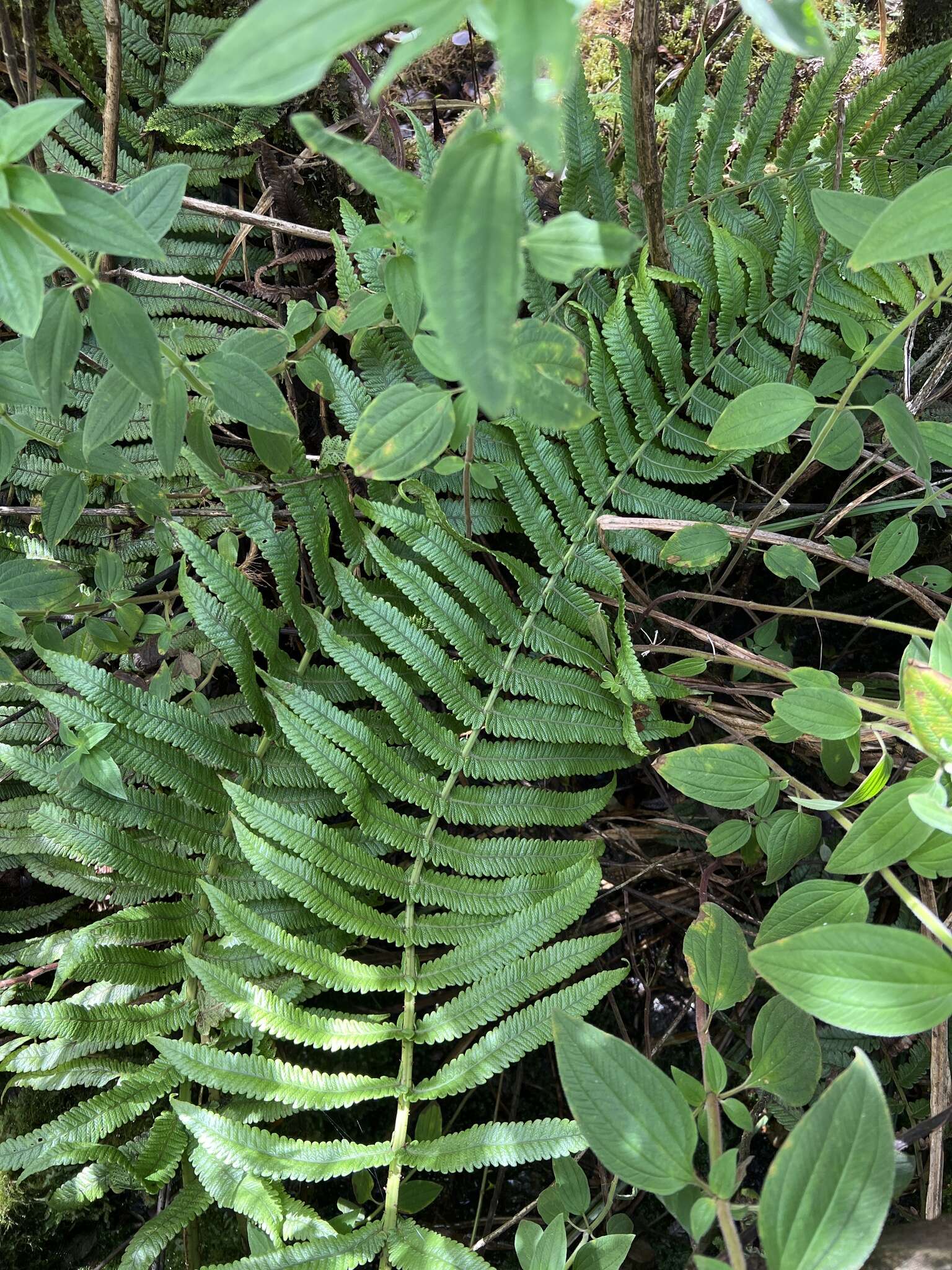 Image of Hoiokula sandwicensis (Brack.) S. E. Fawc. & A. R. Sm.