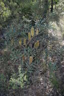 Image of Banksia paludosa R. Br.