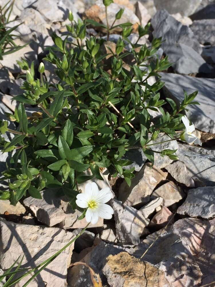 صورة Cerastium latifolium L.