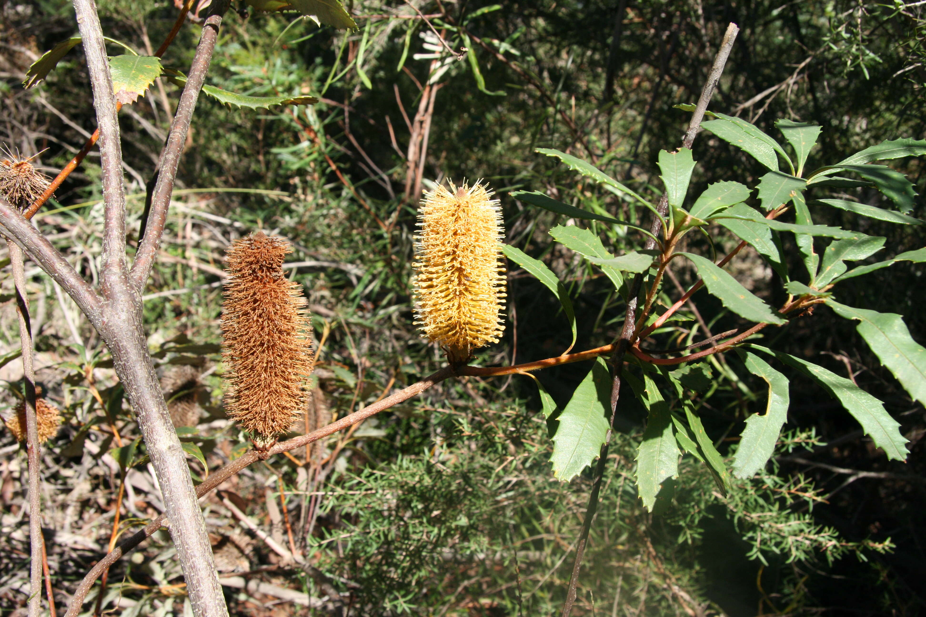 Image of Banksia paludosa R. Br.