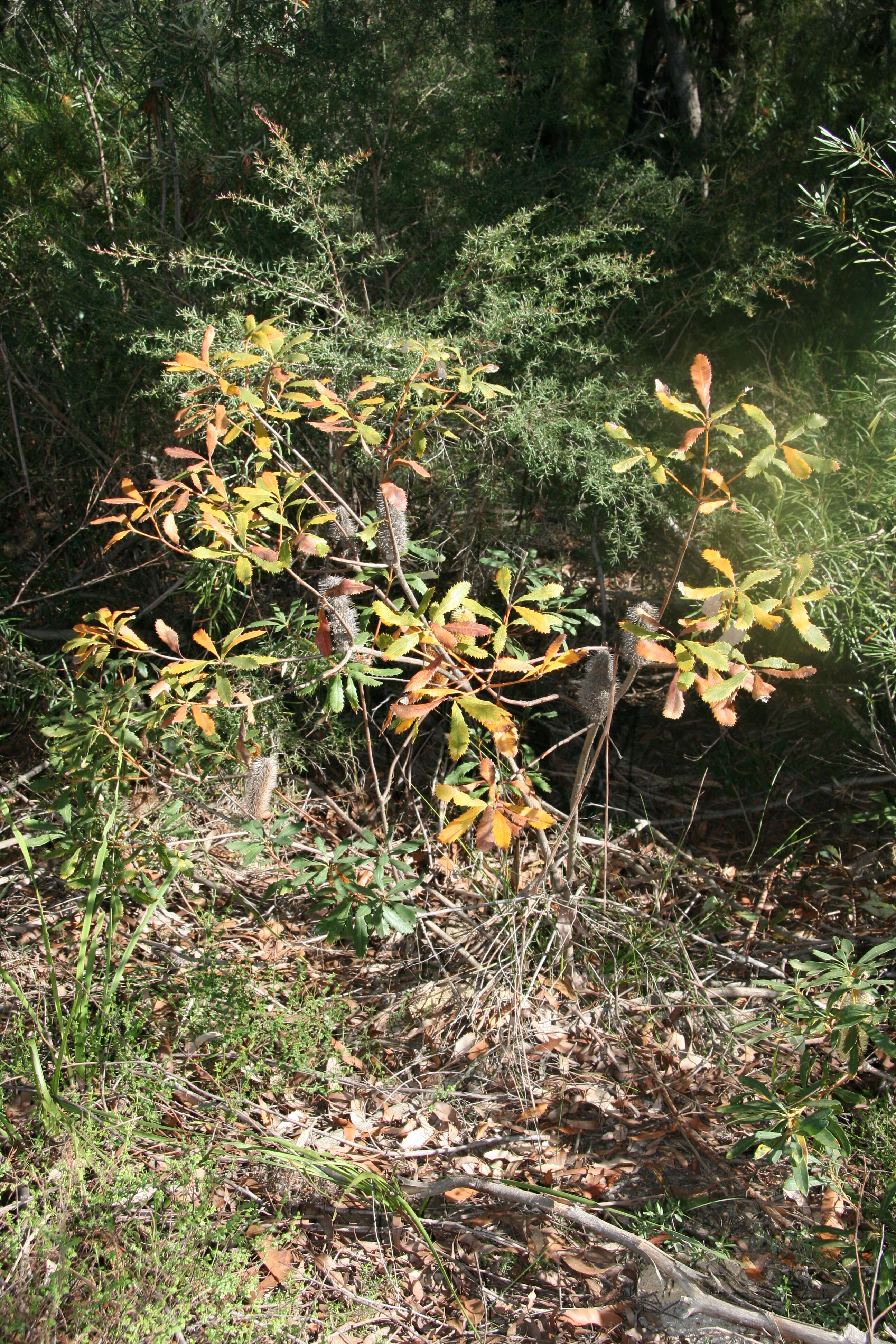 Image of Banksia paludosa R. Br.