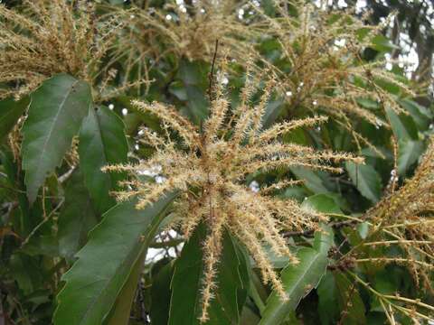 Image of Castanopsis formosana (Skan) Hayata