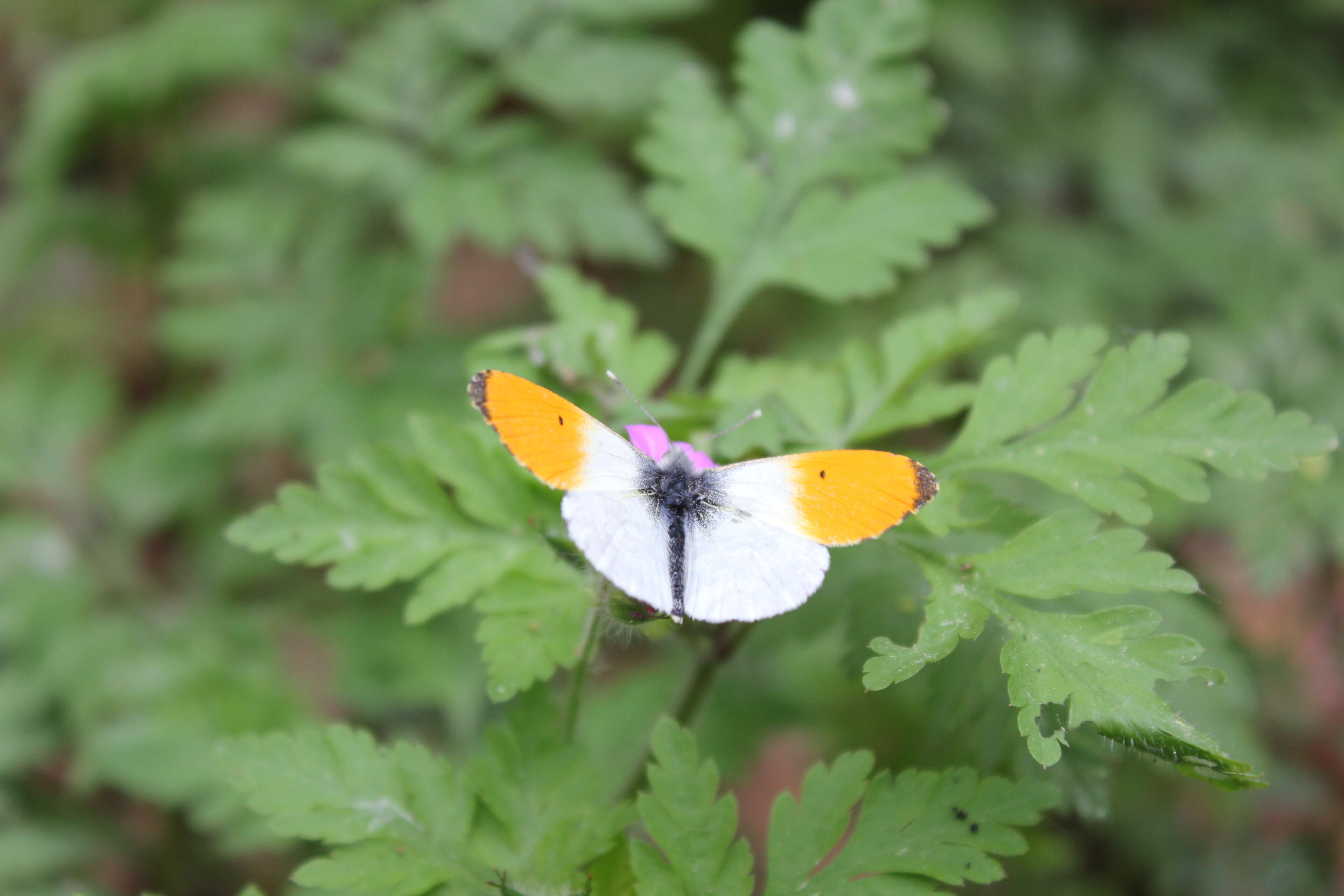 Image of orange tip