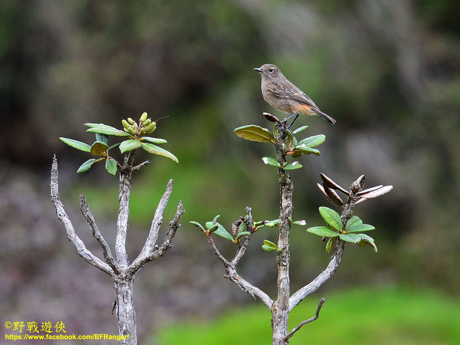 Imagem de Saxicola caprata atratus (Blyth 1851)