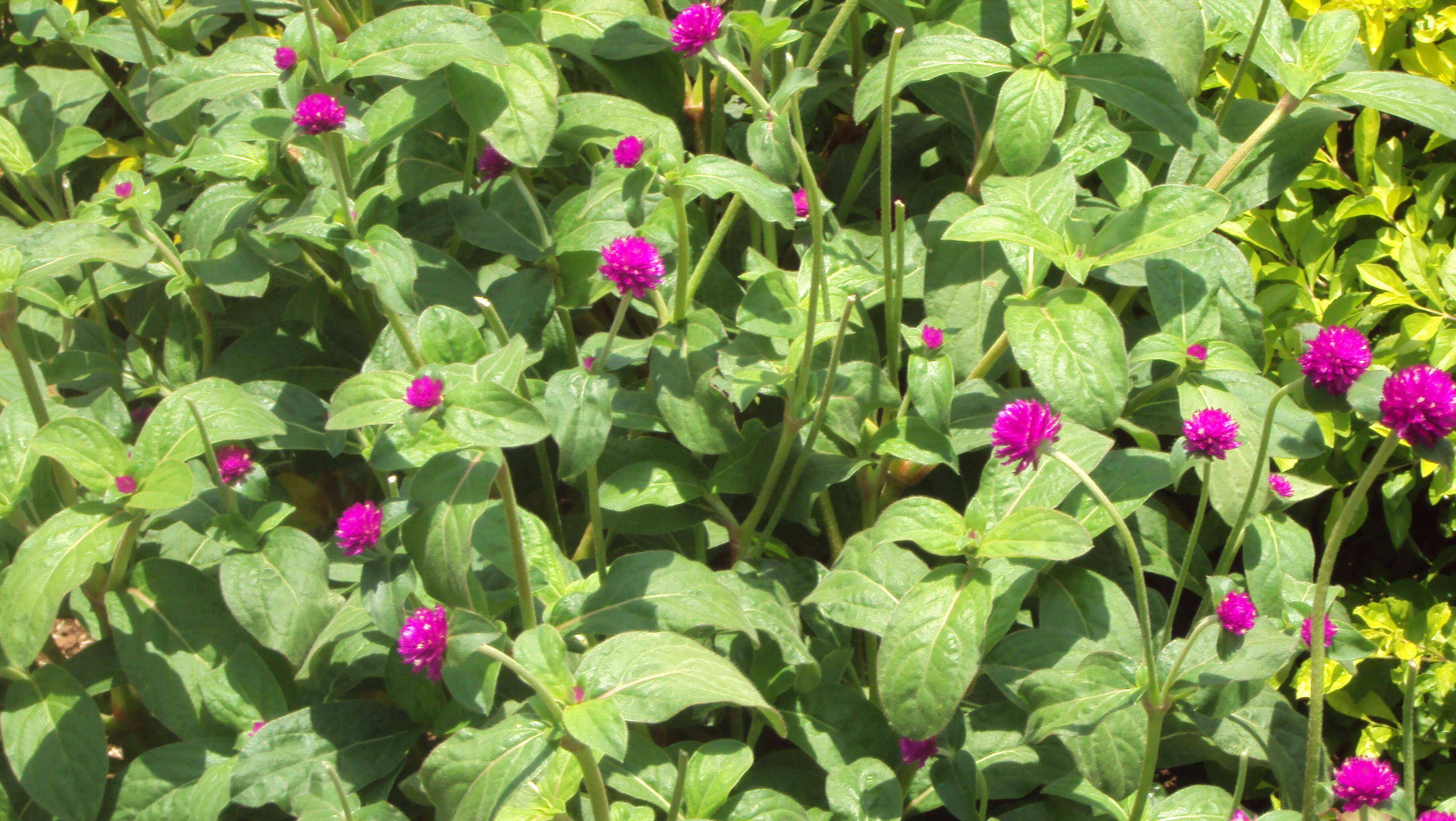 Image of Globe Amaranth