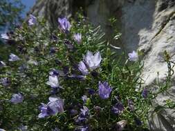 Image de Campanula crassipes Heuff.