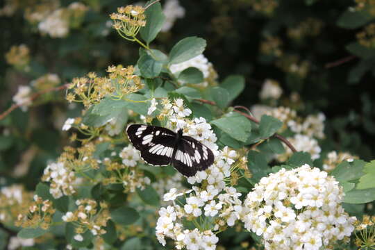 Image de Neptis rivularis Scopoli 1763