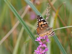 Plancia ëd Vanessa cardui