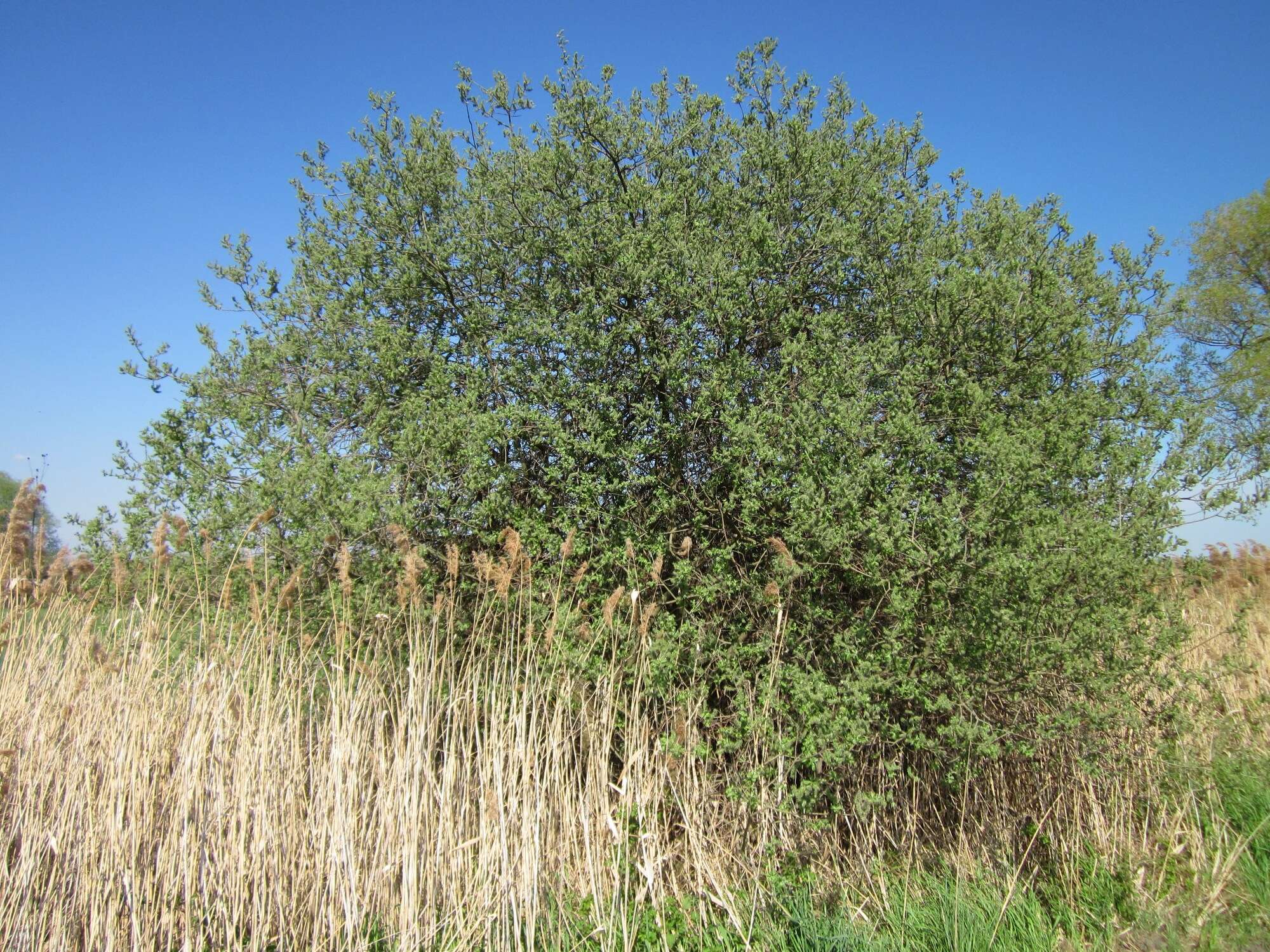 Image of Grey Willow