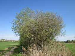 Image of Grey Willow