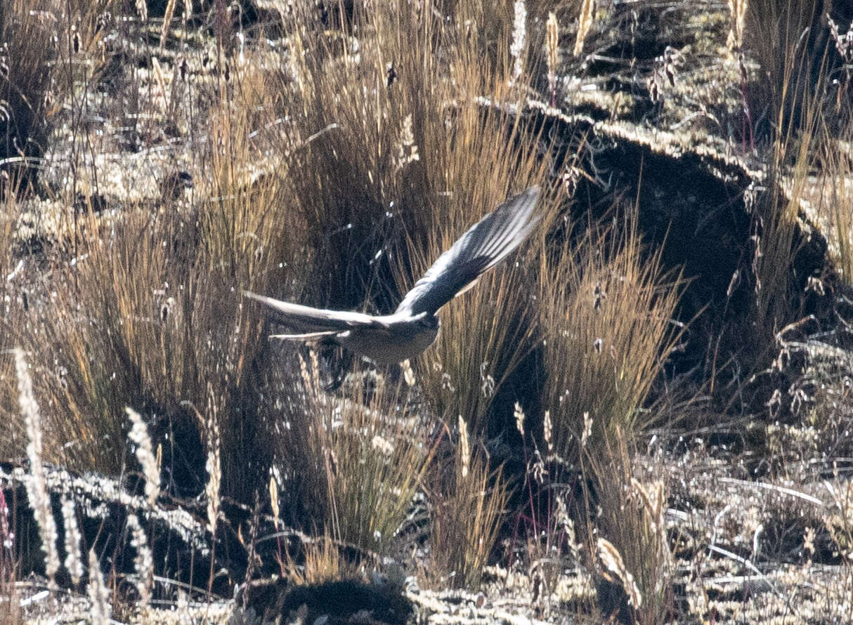 Image of Plain-capped Ground Tyrant