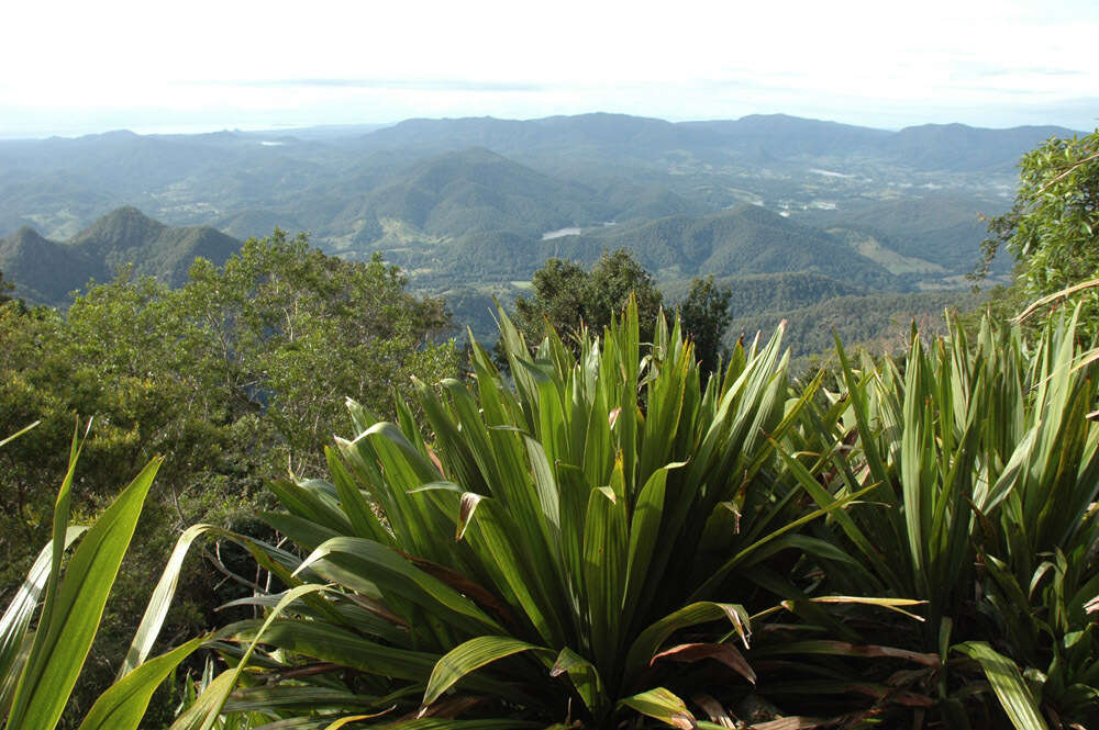 Image of giant spear lily