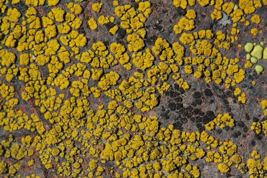 Image of eggyolk lichen