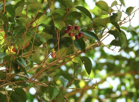 Image of Syzygium hancei Merr. & L. M. Perry