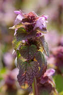 Image of purple archangel