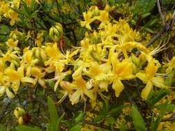 Image of Yellow Azalea