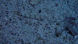 Image of Diamond Lizardfish