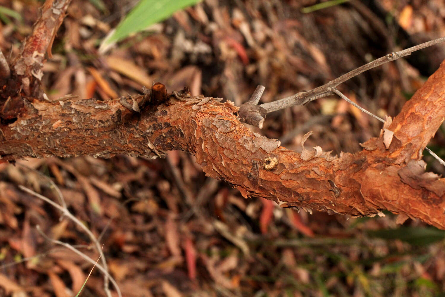 Angophora woodsiana F. M. Bailey的圖片