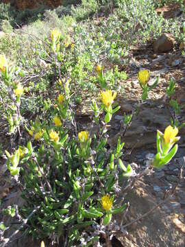 Imagem de Mitrophyllum clivorum (N. E. Br.) Schwant.