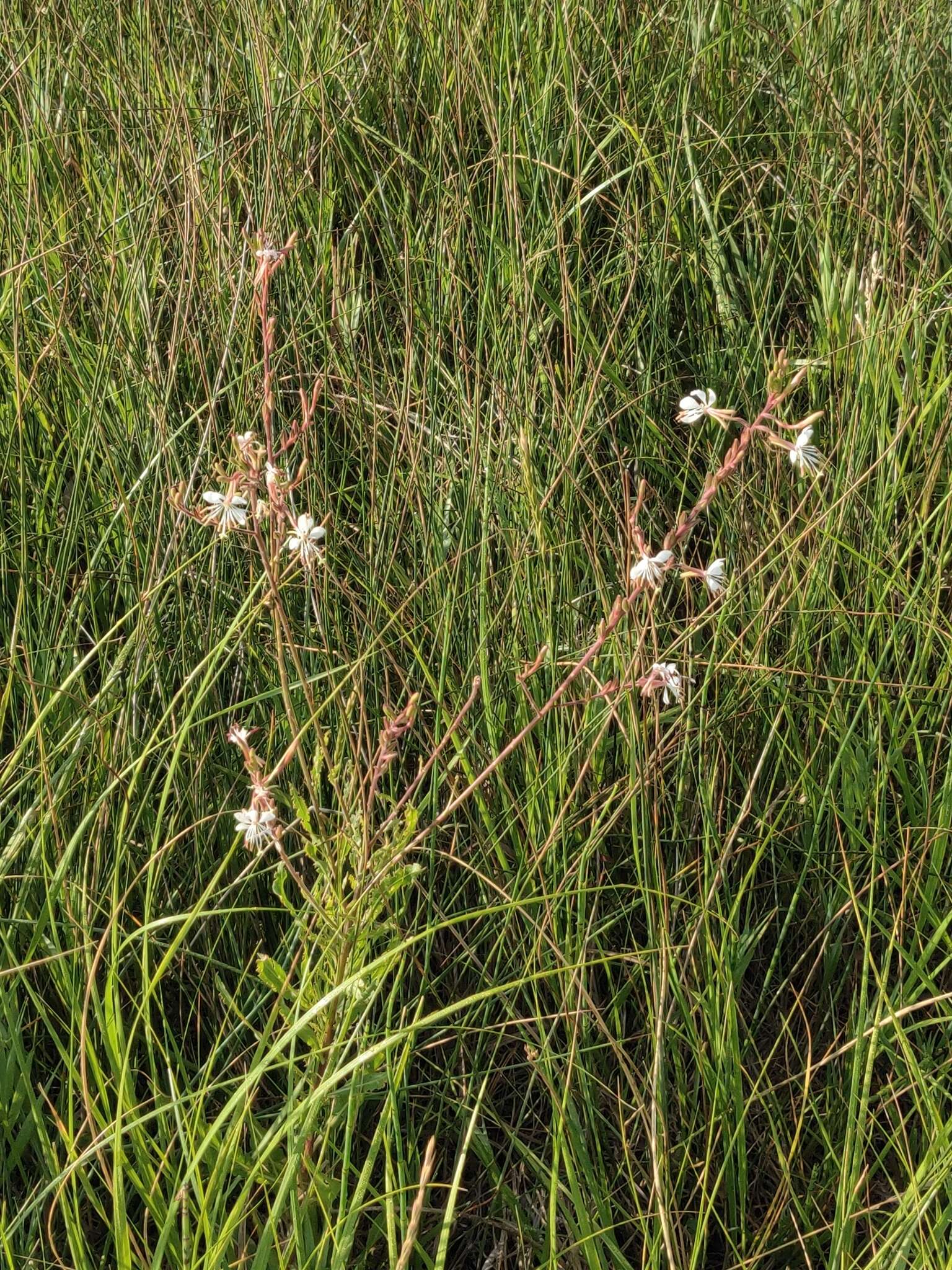 Oenothera coloradensis (Rydb.) W. L. Wagner & Hoch resmi