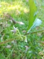 Image of Solanum volubile Sw.