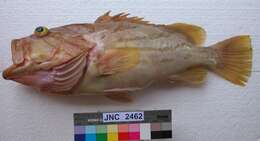 Image of Banded-cheek Reef-cod