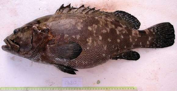 Image of Camouflage Grouper