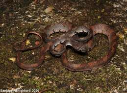 Image of Barnes's cat snake