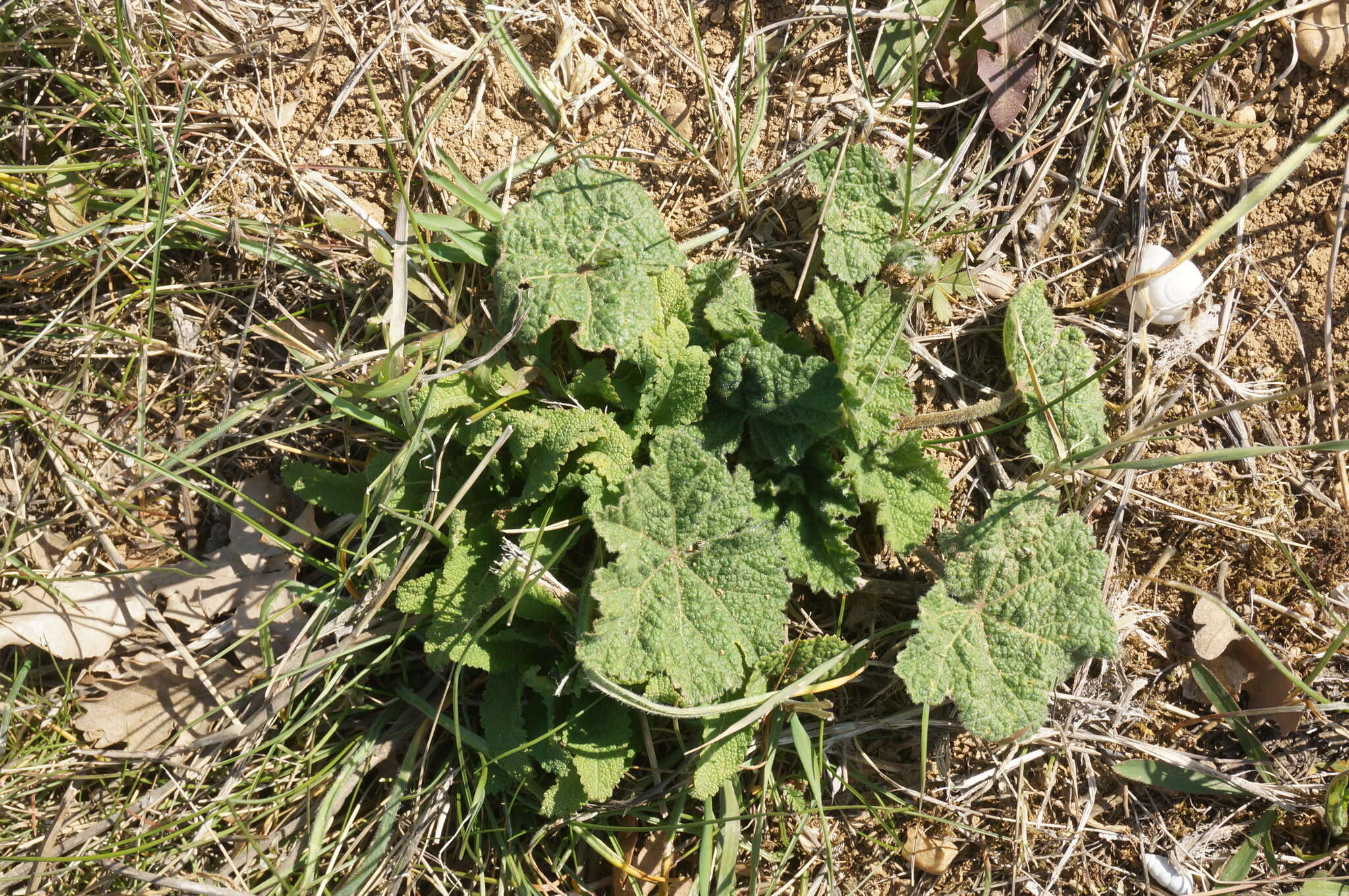 Image of Alcea rugosa Alef.