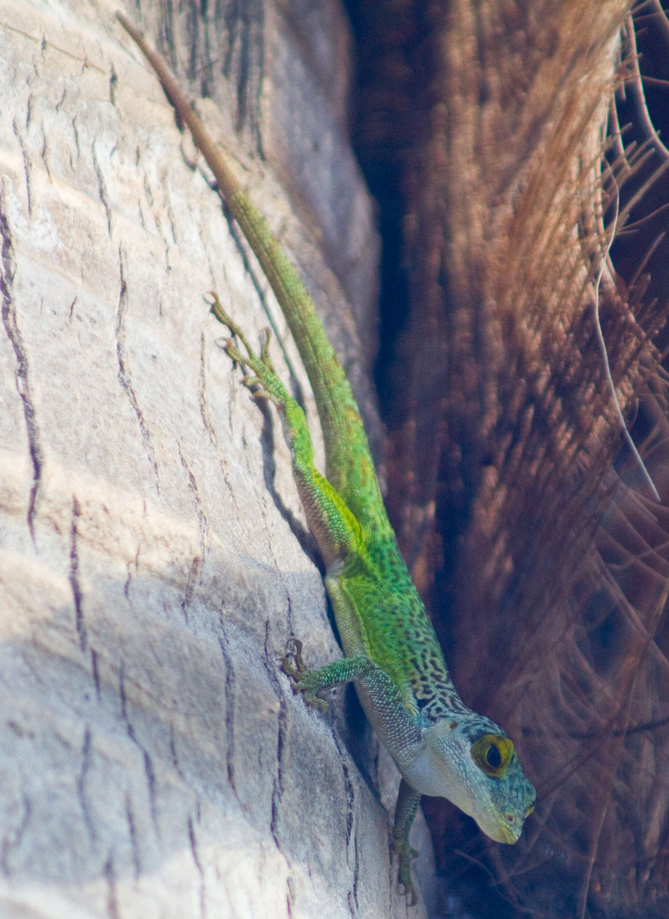 Image of Leach's Anole