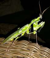 Image of giant devil's flower mantis