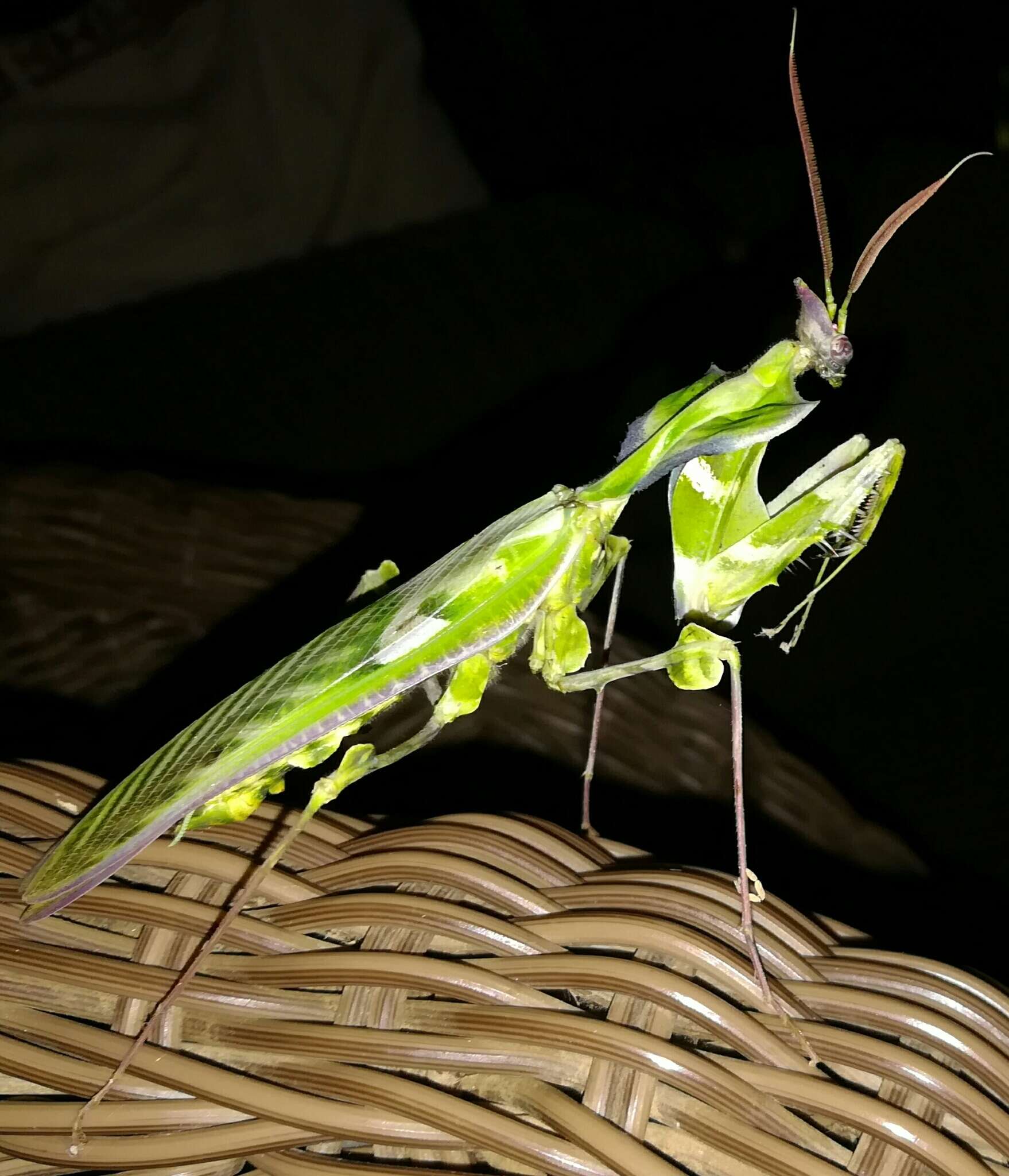 Image of giant devil's flower mantis