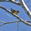Image of Green-chinned Euphonia