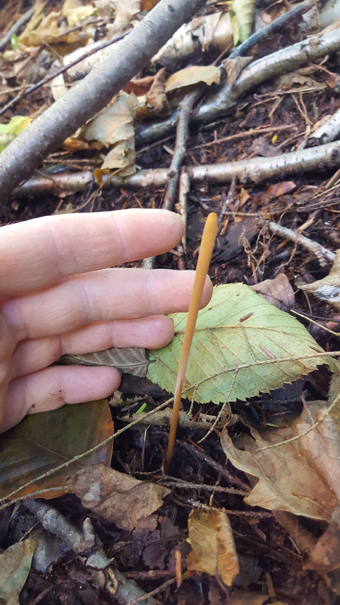 Image of Typhula fistulosa (Holmsk.) Olariaga 2013