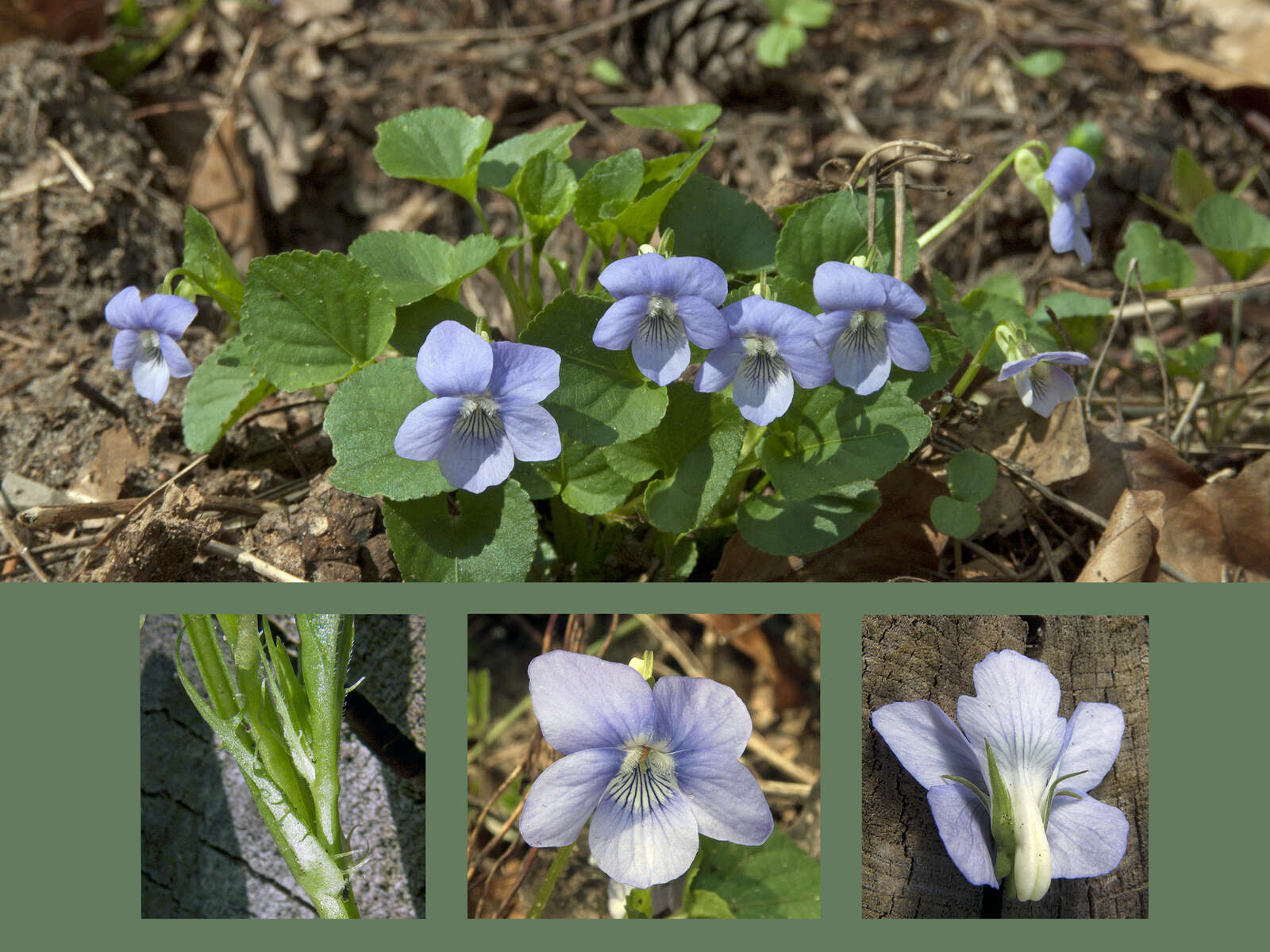 Image of common dog-violet