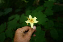 Image of Kirengeshoma koreana