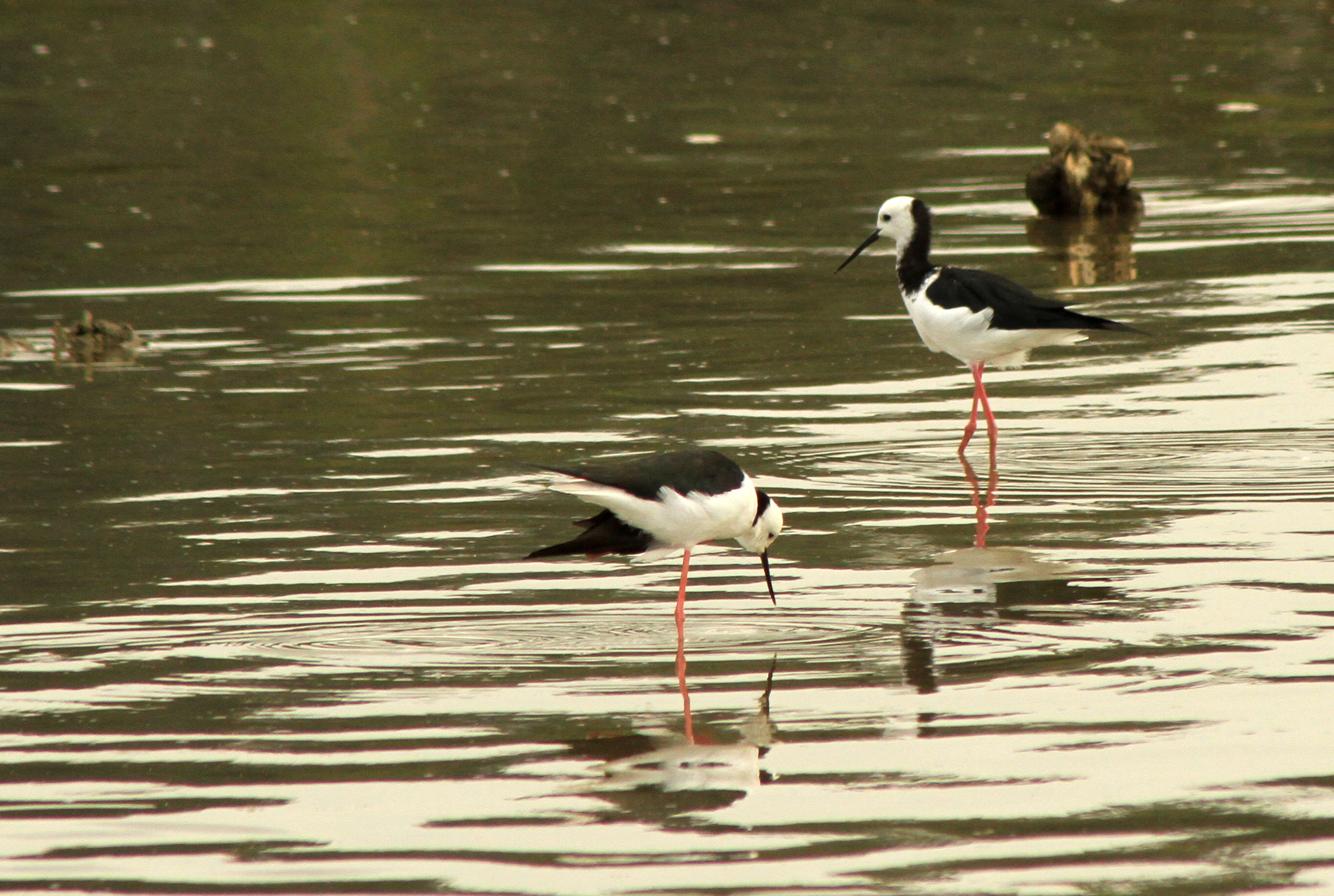 Image of Pied Stilt