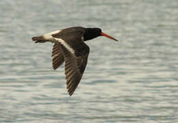 Image of South Island Oystercatcher