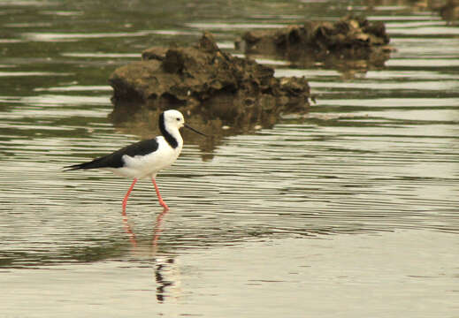 Image of Pied Stilt