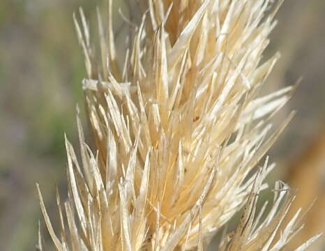 Image of Capeochloa arundinacea (P. J. Bergius) N. P. Barker & H. P. Linder