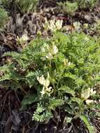 Plancia ëd Astragalus accidens var. hendersonii (S. Wats.) M. E. Jones