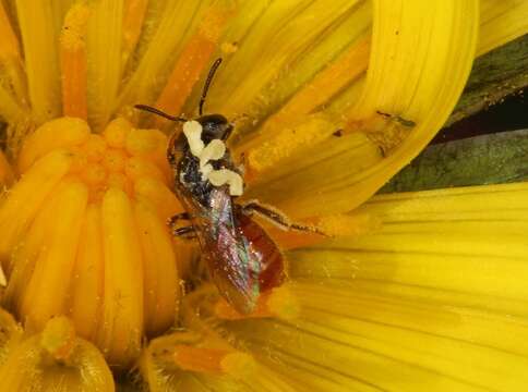 Image of Lasioglossum hemichalceum (Cockerell 1923)