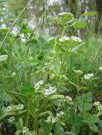 Image of Lewiston cornsalad