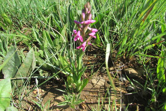 Imagem de Disa stachyoides Rchb. fil.