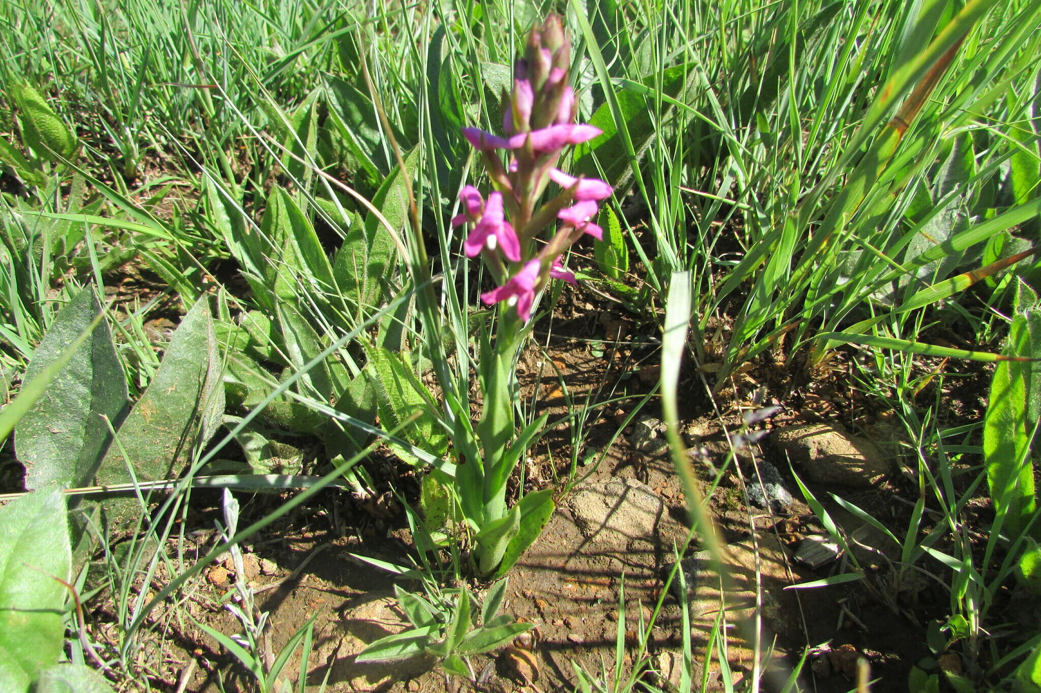 Image of Disa stachyoides Rchb. fil.