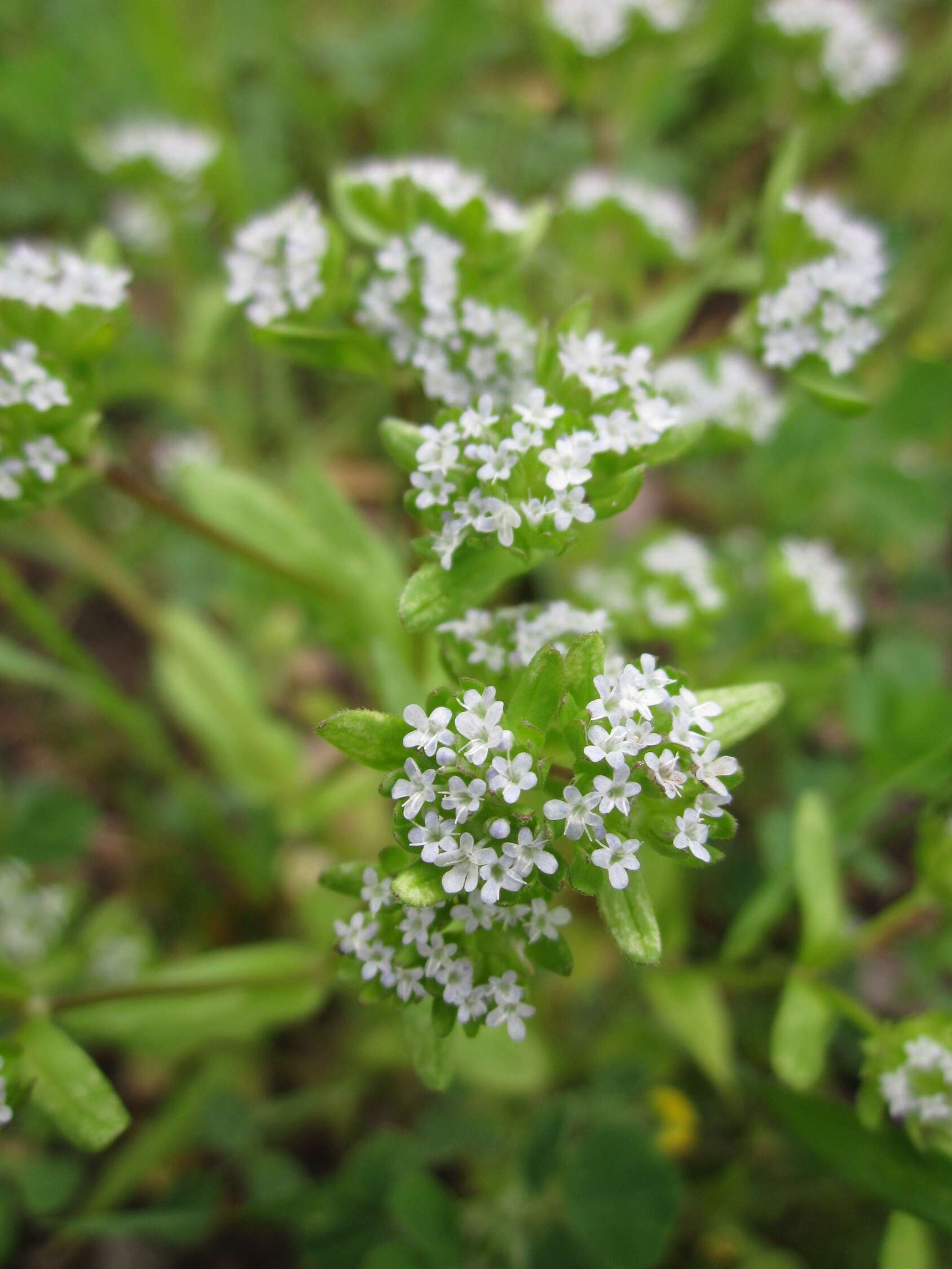 Image of Lewiston cornsalad